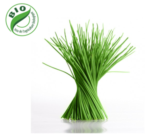 Image de Ciboulette - (à l'unité)