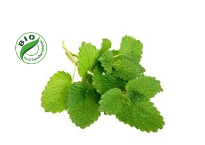 Image de Mélisse citronnelle - (à l'unité)